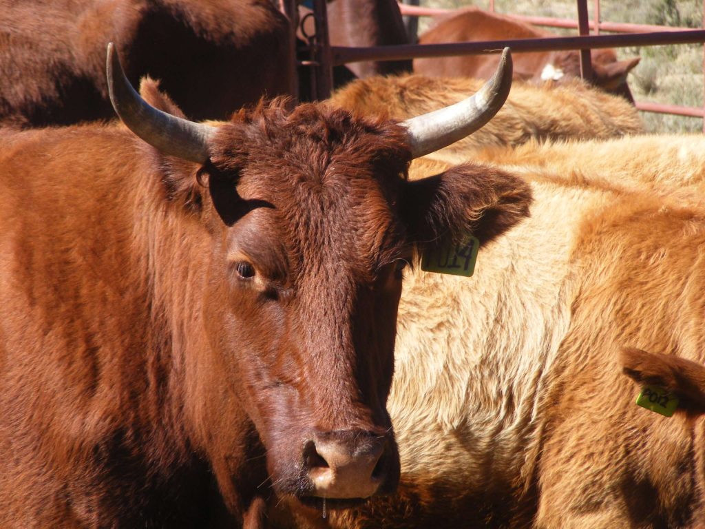Nieu Bethesda - Karoo Grass Fed Beef
