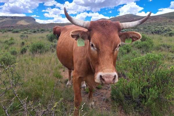 Karoo Rest - KAROOCHOICE GRASSFED NON-FEEDLOT BEEF - Nieu Bethesda