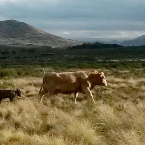 Nieu Bethesda - Karoo Grass Fed Beef