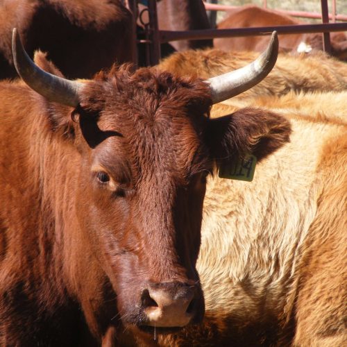 Nieu Bethesda - Karoo Grass Fed Beef