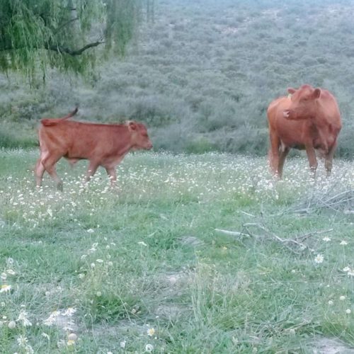 Parenting Lessons from Cows and other Cattle