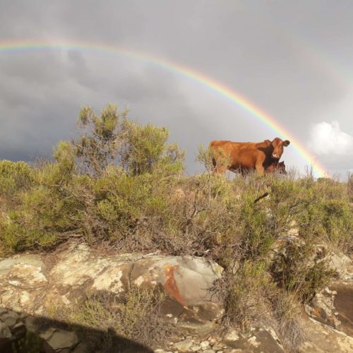 What I learned from a Cow about being a Dramatherapist